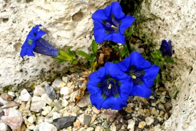 Gentian: planting and care in the open field, types and varieties with photos, application