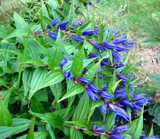 Gentian: planting and care in the open field, types and varieties with photos, application