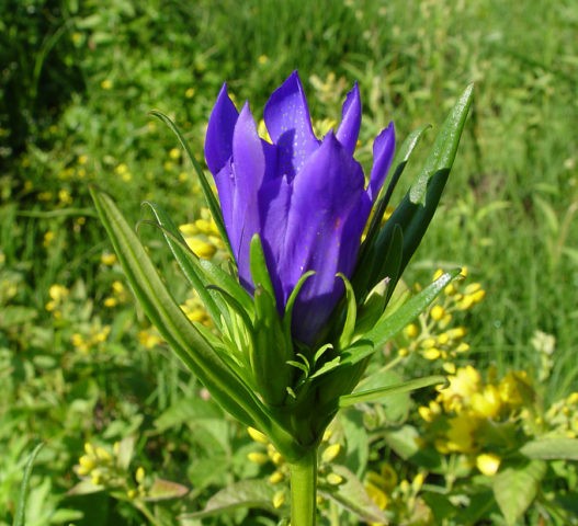 Gentian: planting and care in the open field, types and varieties with photos, application