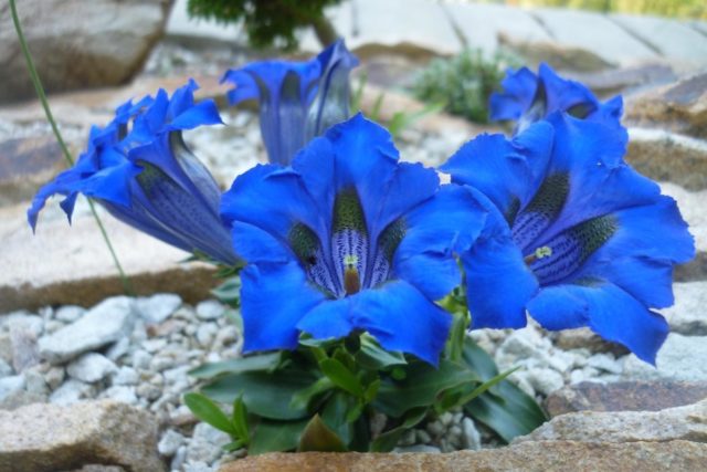 Gentian: planting and care in the open field, types and varieties with photos, application