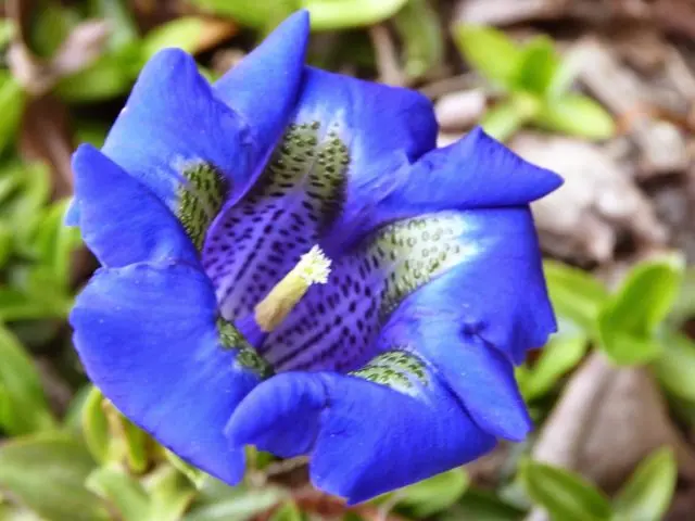 Gentian: planting and care in the open field, types and varieties with photos, application