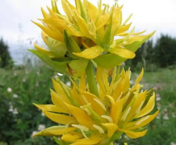 Gentian: planting and care in the open field, types and varieties with photos, application