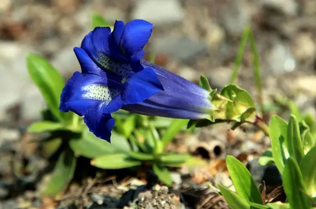 Gentian: planting and care in the open field, types and varieties with photos, application