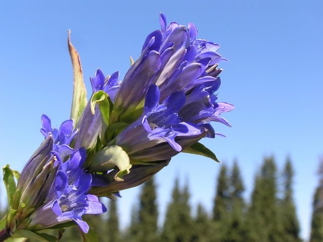 Gentian: planting and care in the open field, types and varieties with photos, application