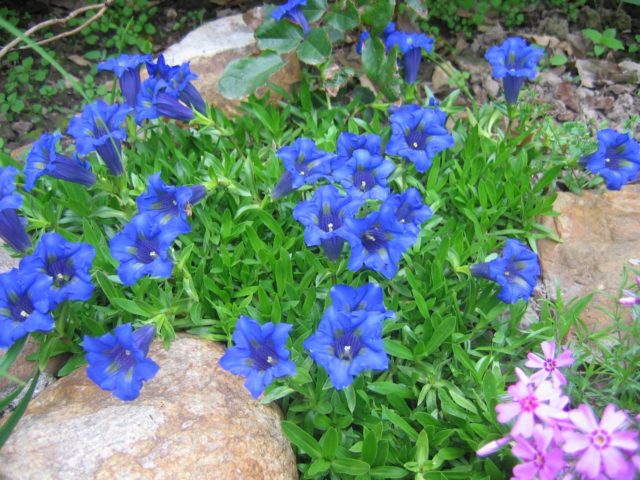 Gentian: planting and care in the open field, types and varieties with photos, application