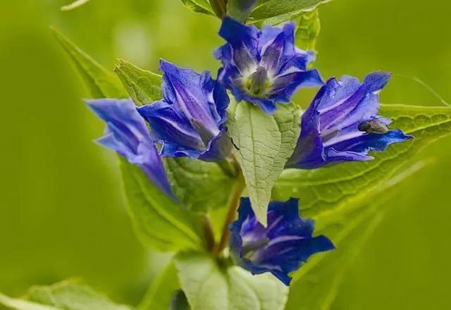 Gentian: planting and care in the open field, types and varieties with photos, application