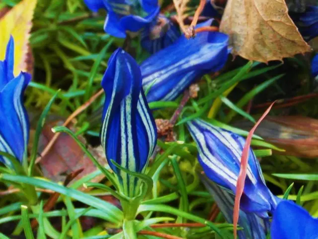 Gentian: planting and care in the open field, types and varieties with photos, application