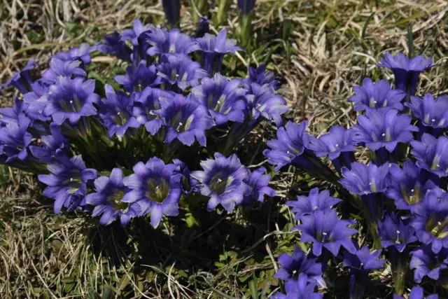 Gentian: planting and care in the open field, types and varieties with photos, application