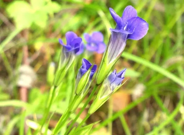 Gentian: planting and care in the open field, types and varieties with photos, application