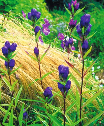 Gentian: planting and care in the open field, types and varieties with photos, application