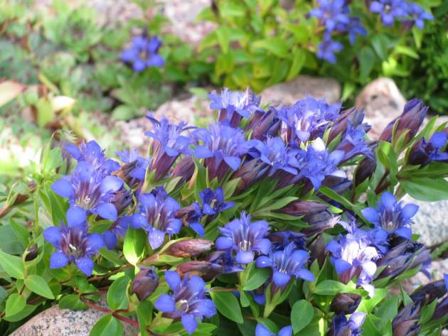 Gentian: planting and care in the open field, types and varieties with photos, application