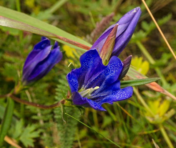 Gentian pulmonary: photo and description