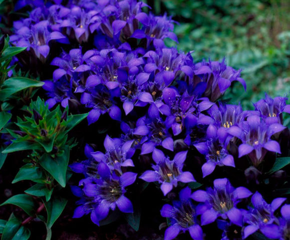 Gentian seven-separate: photo and description, varieties, planting and care