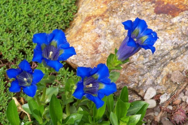 Gentian seven-separate: photo and description, varieties, planting and care