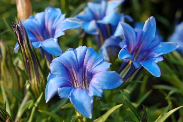 Gentian seven-separate: photo and description, varieties, planting and care