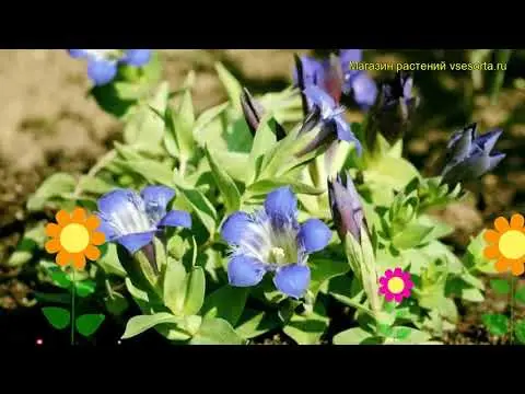 Gentian seven-separate: photo and description, varieties, planting and care