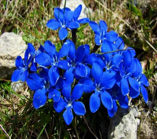 Gentian spring: photo and description