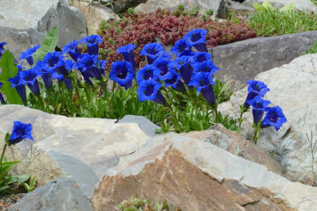 Gentian spring: photo and description