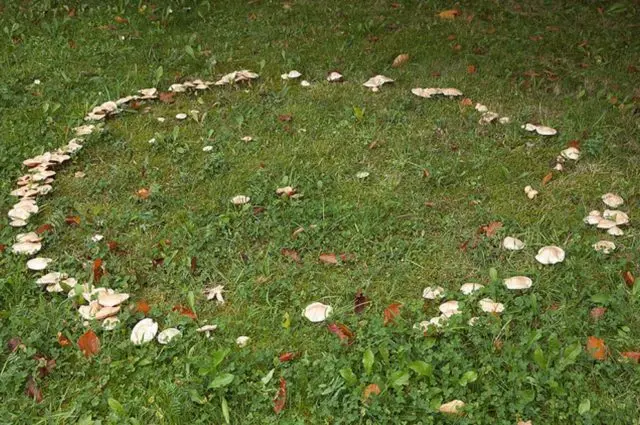 Gentian white pig: photo and description of the fungus