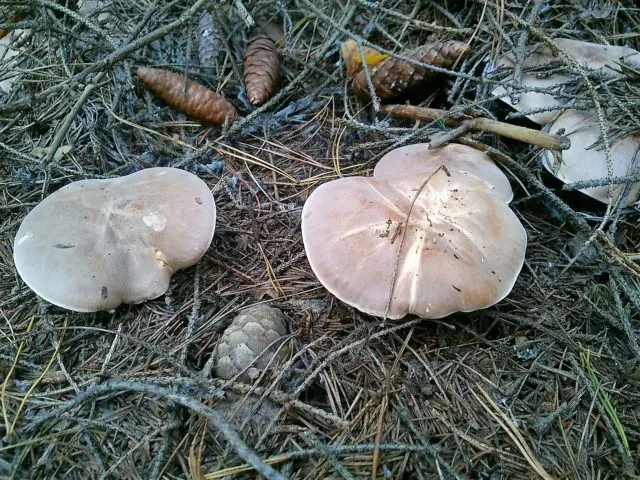 Gentian white pig: photo and description of the fungus