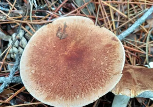 Gentian white pig: photo and description of the fungus