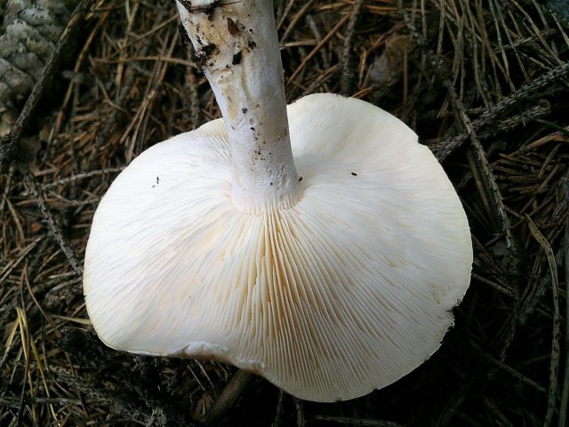 Gentian white pig: photo and description of the fungus