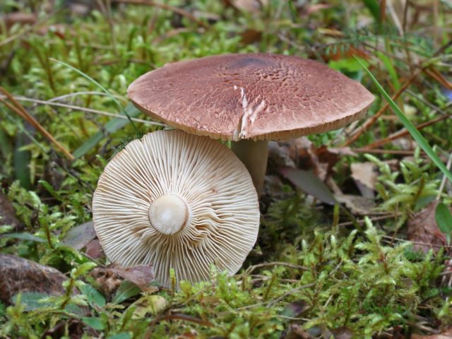 Gentian white pig: photo and description of the fungus