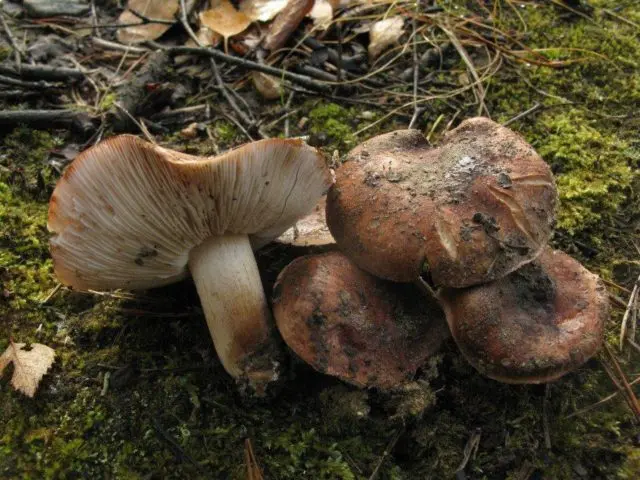 Gentian white pig: photo and description of the fungus