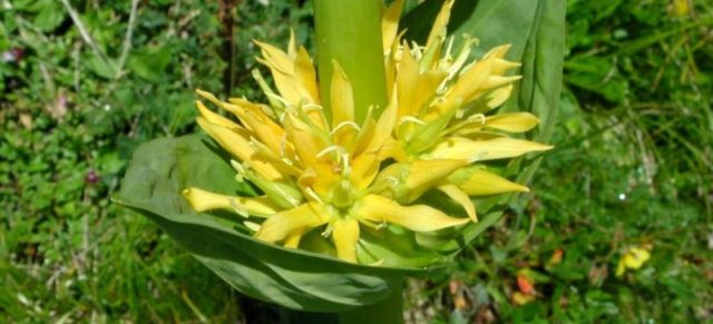 Gentian yellow: photo and description, application