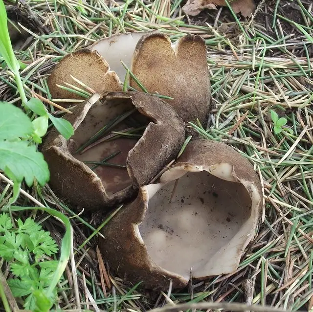 Geopora Sumner (Geopora sumneriana) photo and description