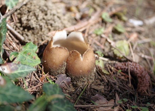 Geopora Sumner: is it possible to eat, description and photo