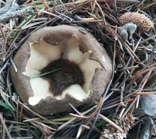 Geopora Sumner: is it possible to eat, description and photo