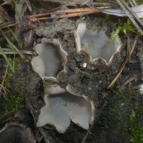 Geopore sandy: description, whether it is possible to eat, photo