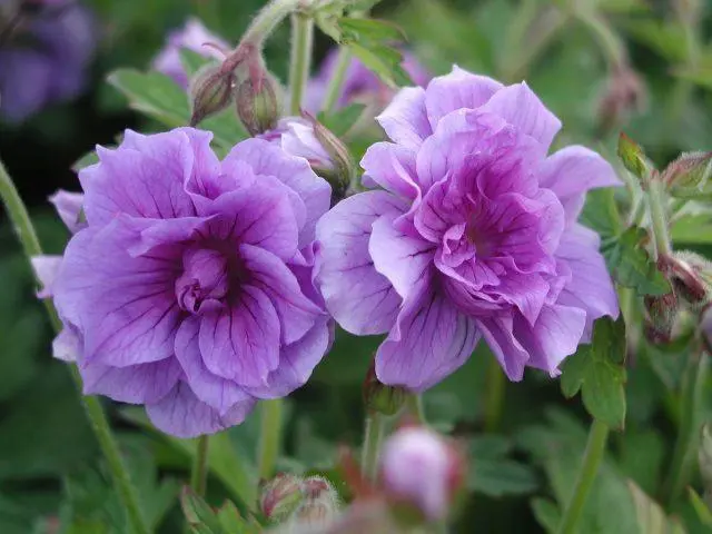 Geranium garden Plenum (Plenum): description and photo, reviews