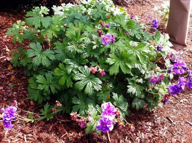 Geranium garden Plenum (Plenum): description and photo, reviews