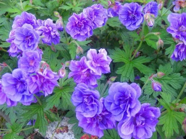 Geranium garden Plenum (Plenum): description and photo, reviews