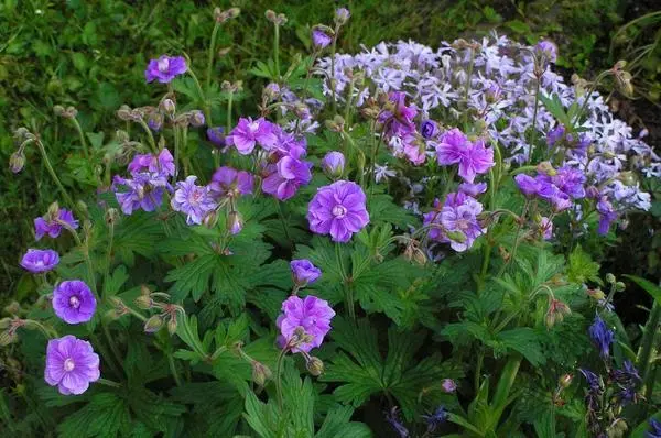 Geranium garden Plenum (Plenum): description and photo, reviews