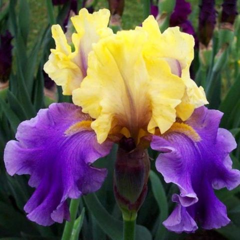 German irises: varieties with photos and names