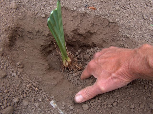 German irises: varieties with photos and names