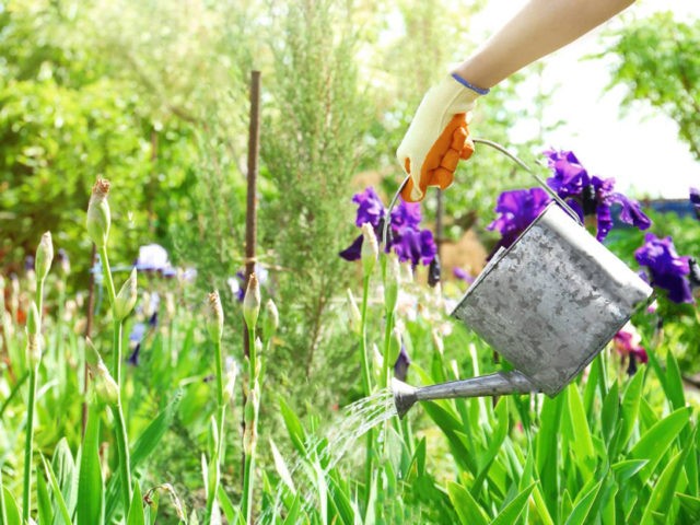 German irises: varieties with photos and names