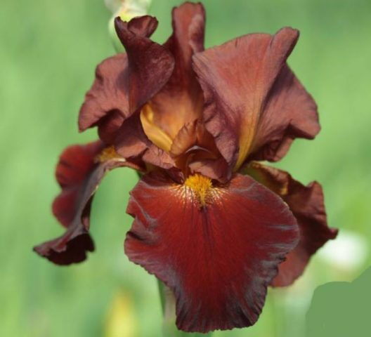 German irises: varieties with photos and names