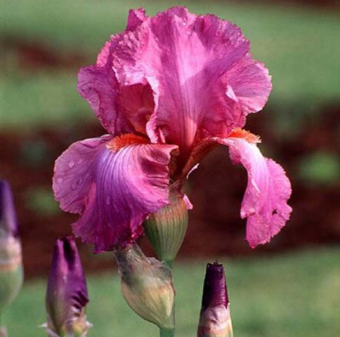 German irises: varieties with photos and names