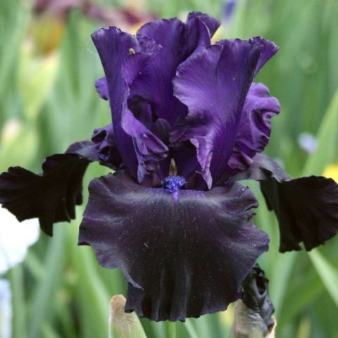 German irises: varieties with photos and names