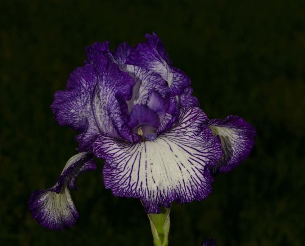 German irises: varieties with photos and names