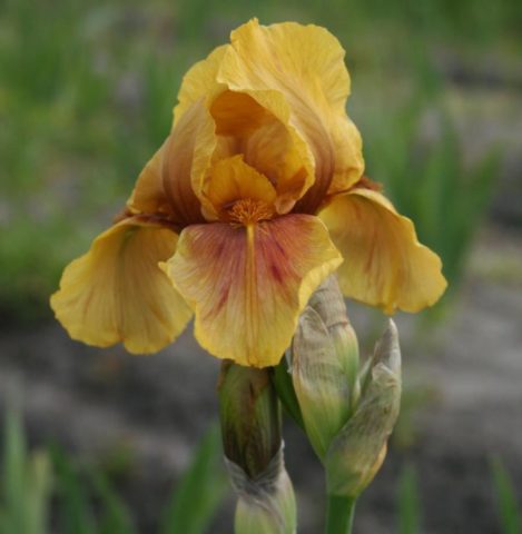 German irises: varieties with photos and names