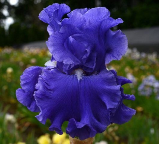 German irises: varieties with photos and names