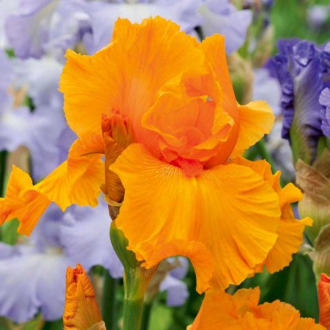 German irises: varieties with photos and names