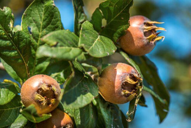 German medlar: planting, care, benefits and harms, as is, varieties