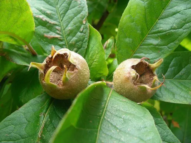 German medlar: planting, care, benefits and harms, as is, varieties