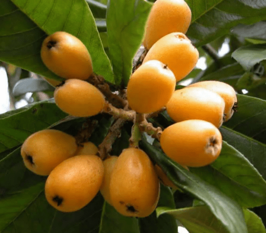 German medlar: planting, care, benefits and harms, as is, varieties